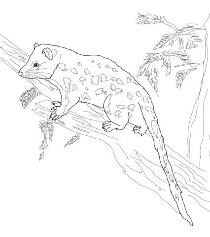 Spotted Tail Quoll Coloring Page